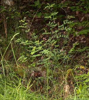 Vippärt, Lathyrus niger